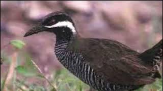 Mantap ‼️ Suara pikat burung sintar ladang | sintar semak | burung padi mandar #suaraburung