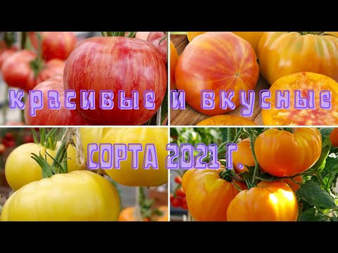Томат золотое колесо отзывы фото урожайность