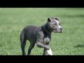 Este Perro es 100 Veces más Peligroso que un Lobo