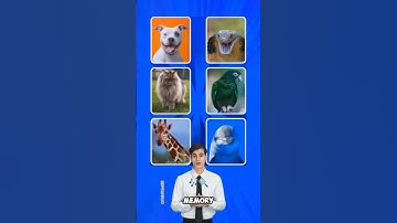 Are you able to answer all of them?#quiz #quiztime  #viralvideo  #youtubeshorts  #riddles