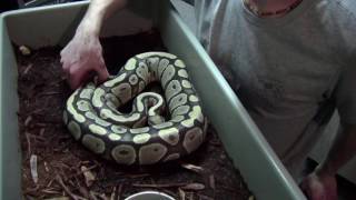 Celebrity Scaleless Ball Python Project Update! - Classy Herps Profile