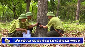 Vườn Quốc gia Yok Đôn nỗ lực bảo vệ động vật hoang dã| Truyền hình Đắk Lắk