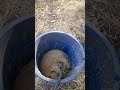 Dando torta para vacas