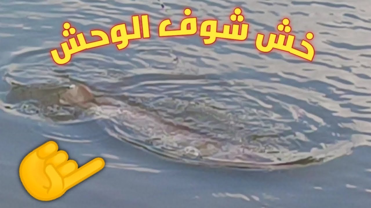 أقوى فيديو لصيد قرموط ضخم بالعنب 2022