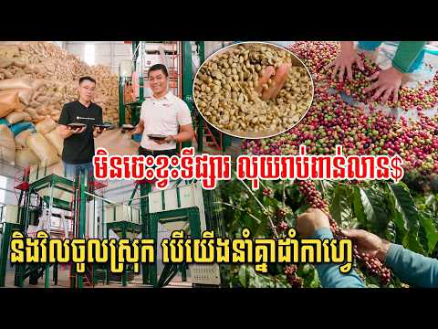 ទីផ្សារធំណាស់ លុយរាប់ពាន់លាន$ពីគ្រាប់កាហ្វេ ខ្មែរយើងដាំ១ហិចតាចំណូលមិនក្រោម២ម៉ឺន$ទេ