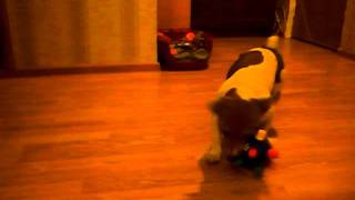 Otis & Claude Bumble Ball 3
