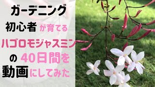 ハゴロモジャスミンの40日間/開花から剪定まで【ちくわの日常の19】