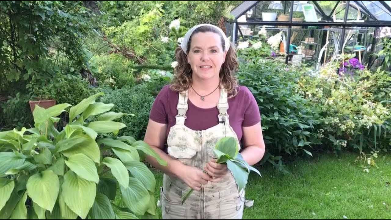 Skap et vakkert skyggebed med hosta