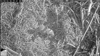 March 30 2026 - Hatch Underway - Sweet Baby Eaglet Surprises Viewers & Tandem Feeding - Nctc Eagles