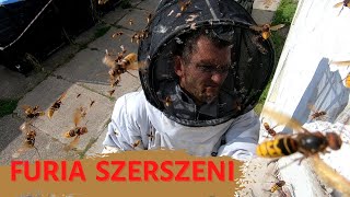 Szerszenie - całkowita likwidacja gniazda - atak szerszeni - usuwanie gniazda szerszeni