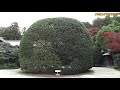 麻生家別邸 麻生大浦荘の紅葉(特別公開)