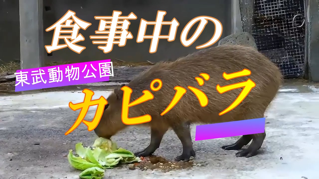 がむしゃらに食べる カピバラ 東武動物公園 動物園 ショート版 Youtube