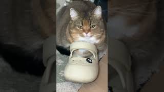 #gatos #gatosdoinstagram #frangobanana #gatogram #amantesdegatos #labubu #catlover