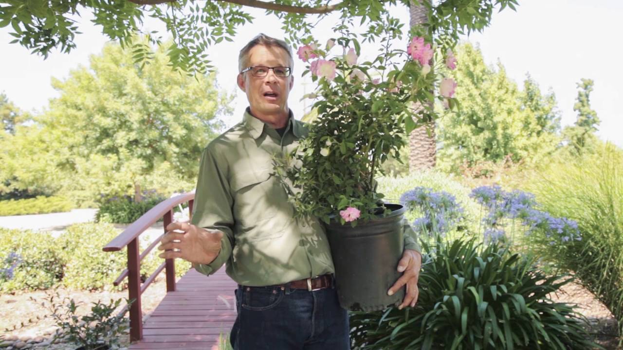 Iceberg Roses - Shrubs