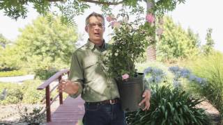 Iceberg Roses - Shrubs