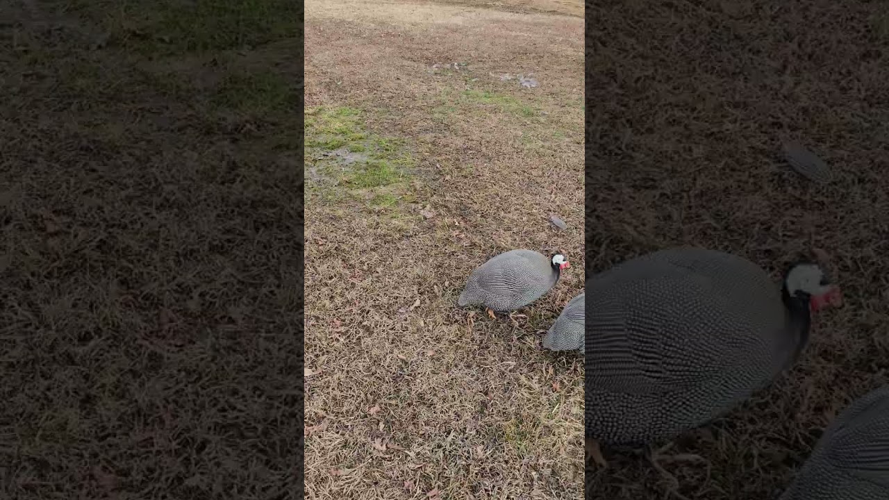 Sad news to report from the guinea coop.
