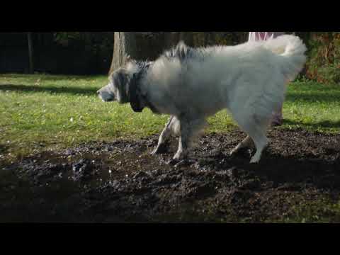 Rover - We Get Your Pet 60s