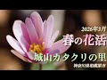 【城山カタクリの里】 3月 春の花活part３ 神奈川県相模原市　ユキワリイチゲ•カタクリ開花状況をお伝えします！
