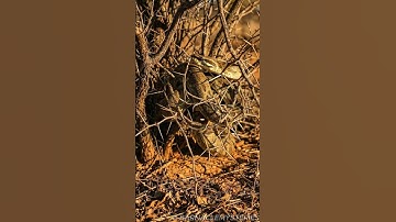 Incredible Moment: Eagle Leads Man to a Trapped Python #animalrescue #outbackrescue #python