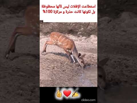 لولا تركيزها العالي لما استطاعت الإفلات معلومات ثقافة عامة ثقافة عامة