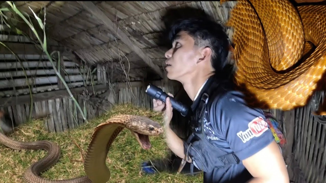 COBRA SA BANYO NAG LUNGGA