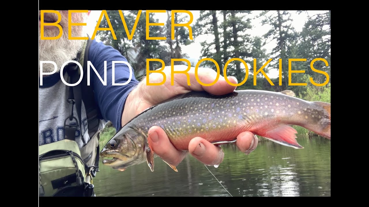 Rivers Blown Out. Beaver Pond Brook Trout Save the Day. Fly Fishing Sun
