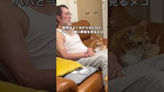 パパがテレビを見ていると必ず特等席にやって来て一緒にテレビを見始める茶トラ #茶トラ #茶白猫 #おじいちゃんと猫 #shorts