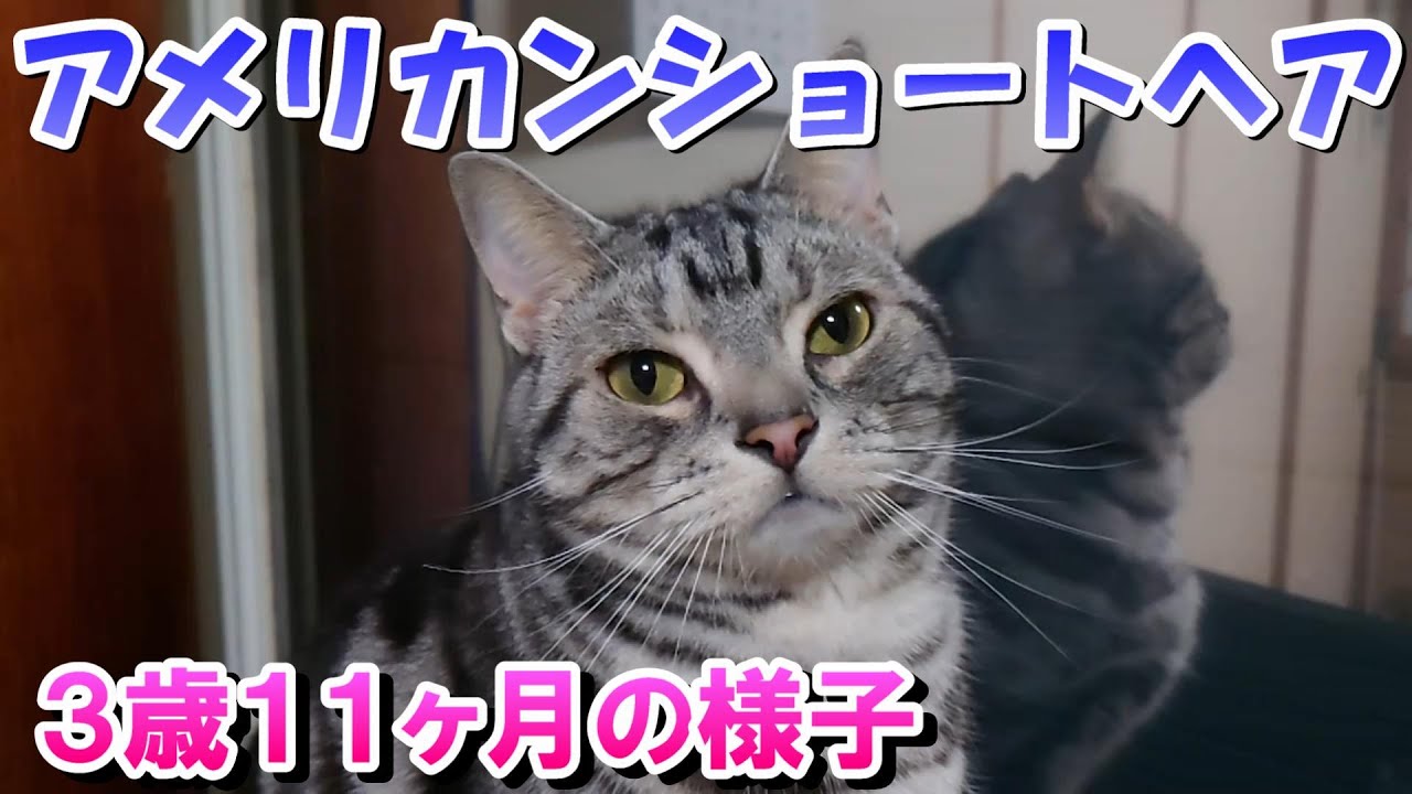 アメショーcat様 大人気のアメリカンショートヘアはどんな猫？性格の特徴や飼い方、値段