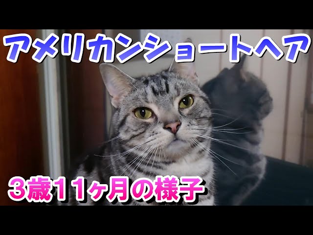 アメショーのソラ 3歳11ヶ月の様子（アメリカンショートヘア
