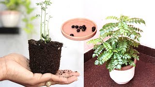 Grow Kadi Patta in pot | Grow Curry leaf plant from seed ( Hindi )