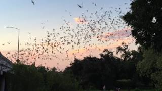 Waugh Bridge Bat Colony