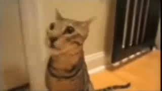 Gato Ohhh