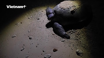 "Hộ sinh" cho rùa biển: Niềm tự hào của những kiểm lâm Côn Đảo