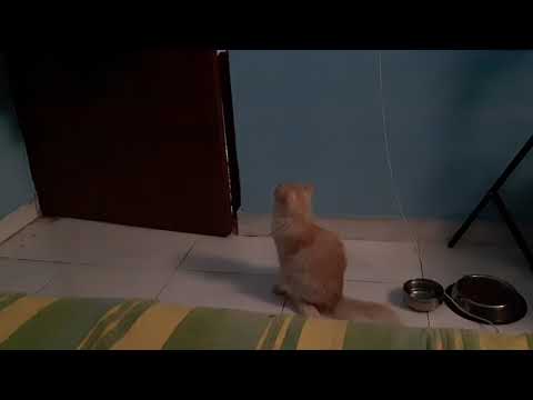 फेयरी सुबह होते ही मेरे पति जी को बाबू बाबू बुलाने लगती  है देख लिजिये बोलने वाली बिल्ली भारत मे |