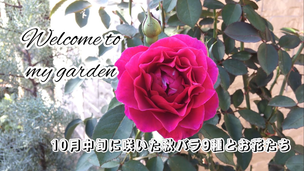 10月中旬のお庭 秋のバラ9種とお花たち 秋の庭 秋の花 ガーデニング October Garden Tour Youtube