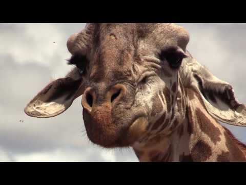 Video: Národní Park Amboseli. Keňa