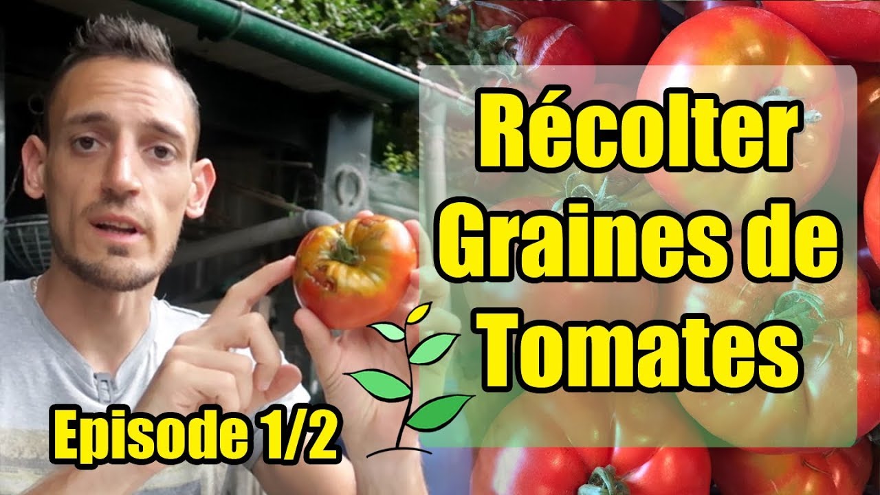 TUTO: Récupérer les graines de tomates et les semer !