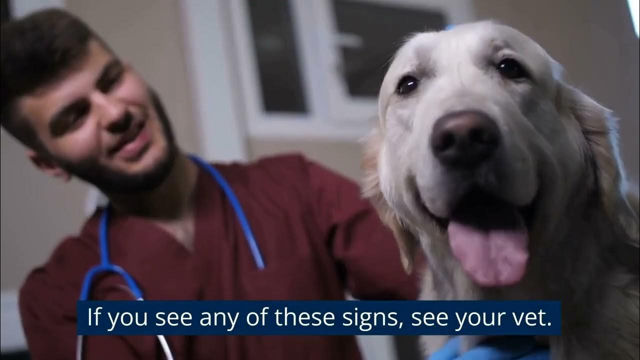 How to Make your Dog Smell Good Without a Bath [Expert Guide] YouTube