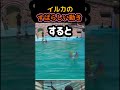 イルカの早さ。