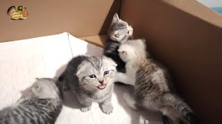 Yavru Kedi Sesi - Kedi Çağırma - Yeni Doğmuş Bebek Kedinin Sesi