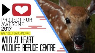 Project For Awesome 2017 (P4A): Wild at Heart