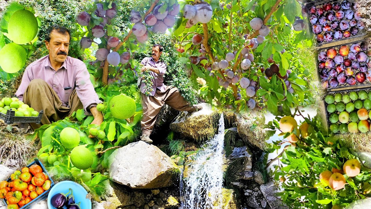 Harvesting wild plums by nomads | A pristine documentary from the heart of the Dena Mountains