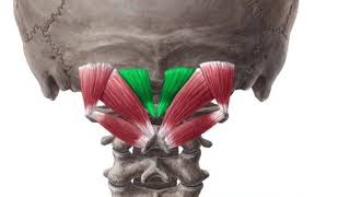 Rectus Capitis Posterior Minor