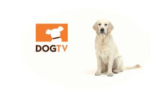 Dog Tv Xfinity