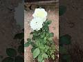 Rose🌹flowers plants in home🏡#planting#dailyvlog#minivlog#trending#ytshorts#viral@Sushmaganipally
