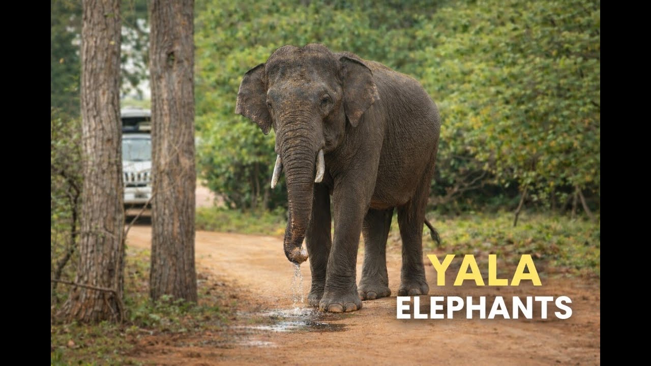 Elephant Sightings in Yala National Park | Tusker, Herds & Elephants in Water