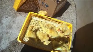 Vadideki Bütün Civcivlere Toplu Bakış. Gurkun Altına Dışarıdan Civciv Nasıl Konulur?