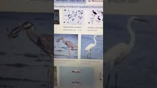 Survival of the Fittest and Natural Selection tutorial video