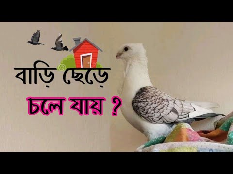 ভিডিও: কবুতর কখন পালিয়ে যায়?