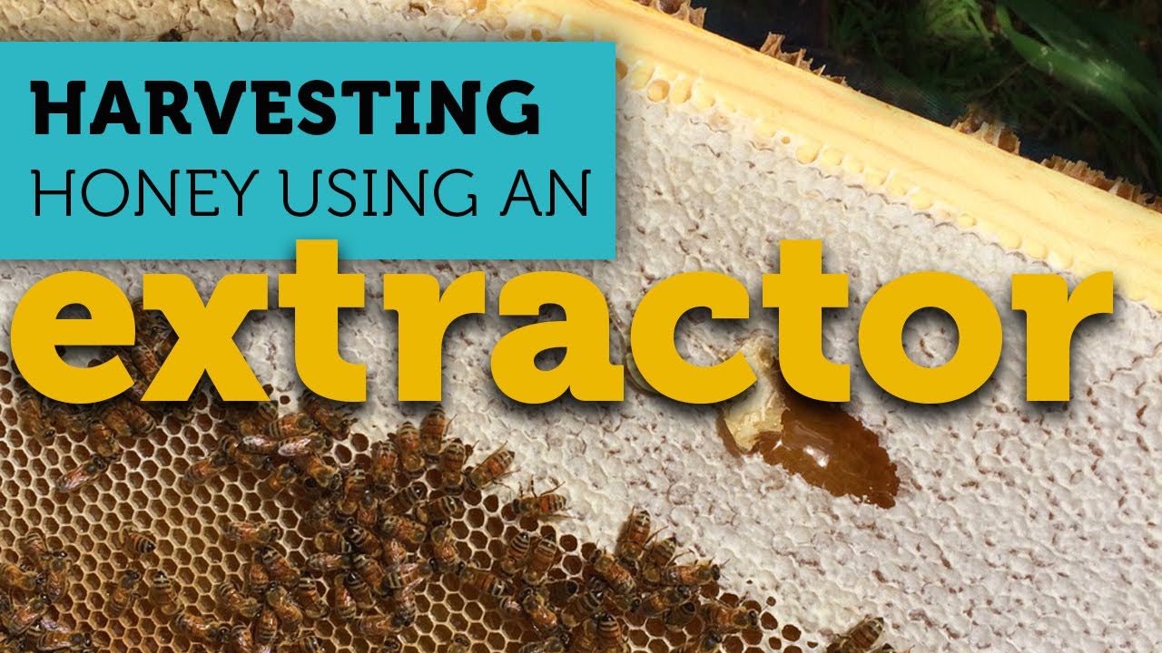 Honey Harvesting Made Easy: How to Use a Hand Crank Extractor | Backyard Beekeeping